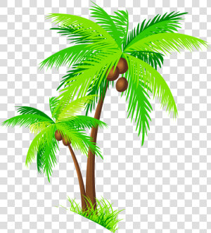 Coconut Tree Clipart   Palm Trees With Coconuts Png  Transparent Png