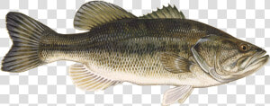 Large Mouth Bass  HD Png Download