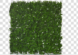 Transparent Green Wall Texture Png   Mos Plant Png  Png Download