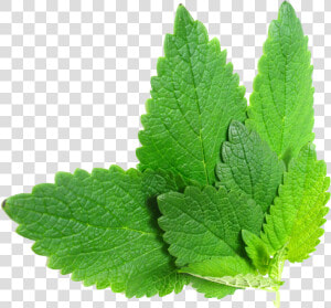 Plant lemon Balm peppermint stevia Rebaudiana perilla   Herbs Png  Transparent Png