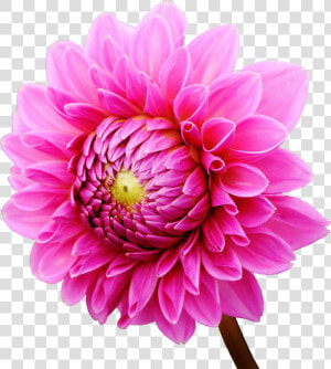 Dahlia Flower Png Image   Dahlia Flower Png  Transparent Png