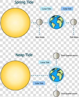 Earth Moving Around Sun Free Stock   Neap Tide Moon Position  HD Png Download