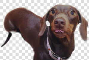   dachshund  blep  dog  dogsofpicsart  sausage  sausagedog   Companion Dog  HD Png Download