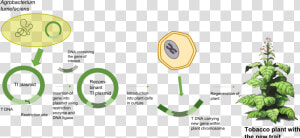 Agrobacterium Tumefaciens Schema  HD Png Download