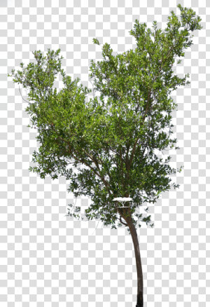 Transparent Bushes Png   River Bush Willow Tree Drawing  Png Download