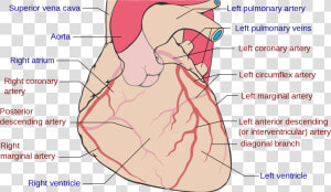 Freelance Wellness  Heart Health   Coronary Arteries  HD Png Download