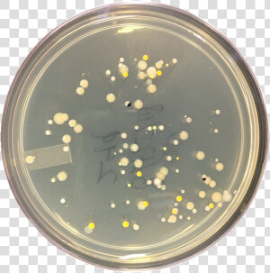 Petri Dish Png  Transparent Png