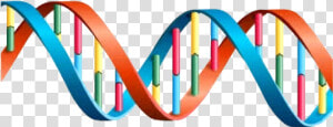 Colorful Park Dna Image   Dna Helix  HD Png Download