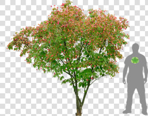 Cornus Kousa Png   Png Download   Kousa Dogwood Png  Transparent Png