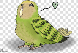 Drawn Parakeet Kakapo   Kakapo Png  Transparent Png