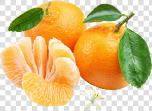 Orange Mandarin Png   Transparent Cartoons   Orange Mandarin Png  Png Download