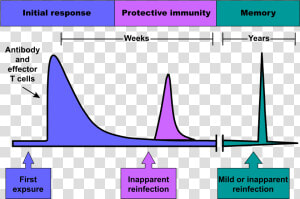 Immune Response Graph  HD Png Download