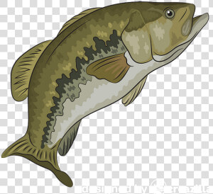 Carp Transparent Images Cartoon  HD Png Download