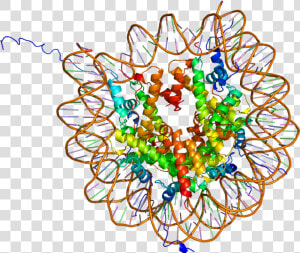 Protein Hist1h2ak Pdb 1aoi   Histone Modification  HD Png Download