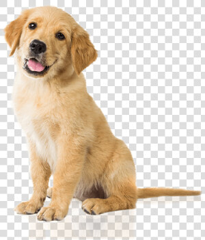 Bow Wow Gourmet Dog Treats Are Healthy Natural Low   Golden Retriever  HD Png Download