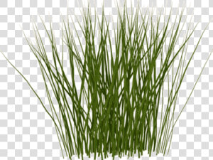 Tall Grass Texture Png  Transparent Png