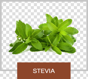 Natrisweet Stevia   Stevia Png  Transparent Png