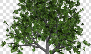 Sandalwood Tree Clip Art   Free Tree Clipart Transparent  HD Png Download