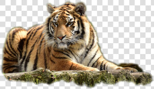 Bengal Tiger Png Image   Transparent Background Tiger Png  Png Download