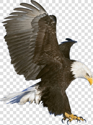 Eagle Claws   Eagle In Flight  HD Png Download