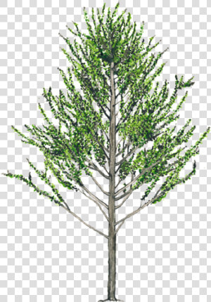 Alnus Acuminata Png  Transparent Png