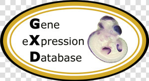 Gxd Logo   Mouse Embryo Section Anatomy  HD Png Download