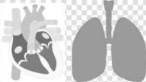 Heart lung   Human Heart Parts Png  Transparent Png