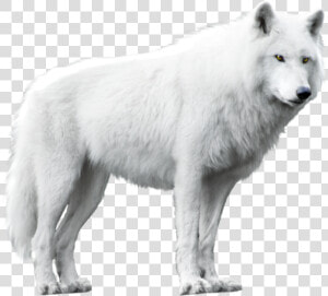 White Wolf Png   White Wolf White Background  Transparent Png