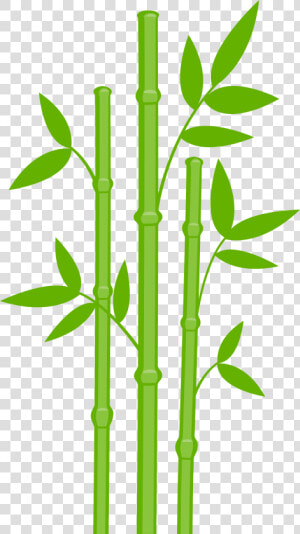 Bamboo Png   Bamboo Transparent  Png Download