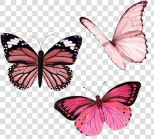 Butterfly  Cyber  And Overlay Image   Pink Butterfly Aesthetic  HD Png Download