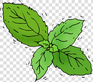 Transparent Basil Png   Basil Illustration Png  Png Download