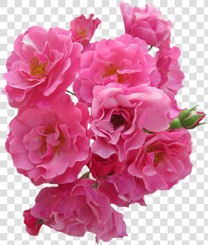 Rosas  Rosa  Flores  Rosas De Jardín  La Naturaleza   Real Pink Flowers Png  Transparent Png