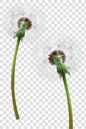 Dandelion Png Free Download   Одуванчик Пнг  Transparent Png