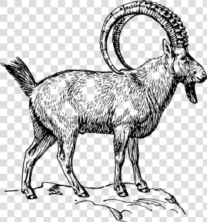 Alpine Ibex Clipart  HD Png Download