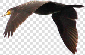 Swan Goose Duck Bird Flight   Seabird  HD Png Download