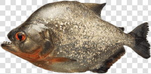 Grey Piranha   Piranha Fish  HD Png Download