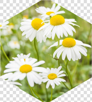 Chamomile Extract  HD Png Download