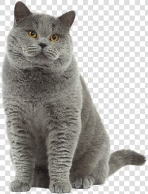 Photo Chat British Shorthair   Transparent British Shorthair Png  Png Download