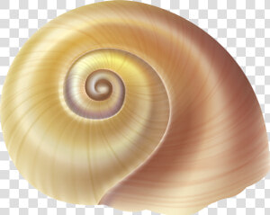 Sea Snail Shell Png Clip Art Image   Transparent Background Seashells Png  Png Download