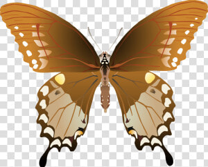 Butterfly Png Images Png   Papilio Troilus Male And Female  Transparent Png