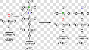 Image096   Amp To Atp Reaction  HD Png Download