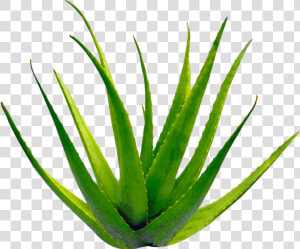 Planta Aloe Vera   Transparent Background Aloe Vera Png  Png Download