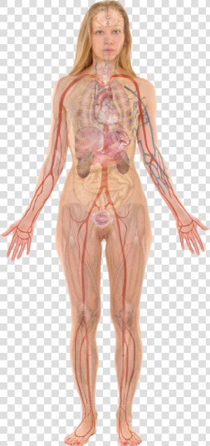 Female With Organs   Woman Internal Body Parts  HD Png Download