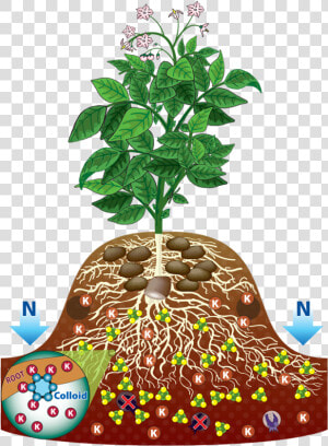 Potato Plant Root   Png Download   Potato Root Plant  Transparent Png