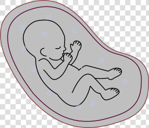 Cartoon Drawing Of Fetus  HD Png Download