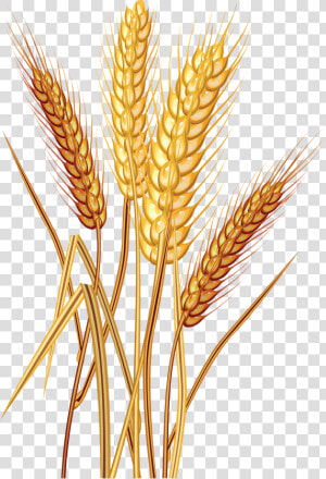 Wheat Png Free Images   Grain Wheat Clip Art  Transparent Png