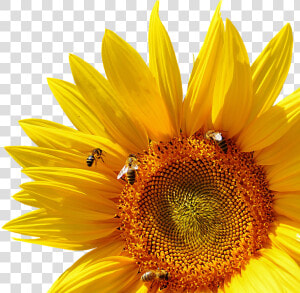 Girasol  Abejas  Verano  Jardín  Flor  Amarillo   Internal And External Structures Of A Plant  HD Png Download