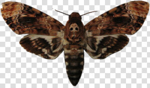  moth   Moth Buffalo Bill Silence Of The Lambs  HD Png Download