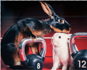 Rabbit Easter Myfit Fitness Dumbells Blog   Easter  HD Png Download