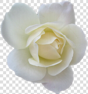 Collections At Sccpre Cat   White Rose Psd  HD Png Download